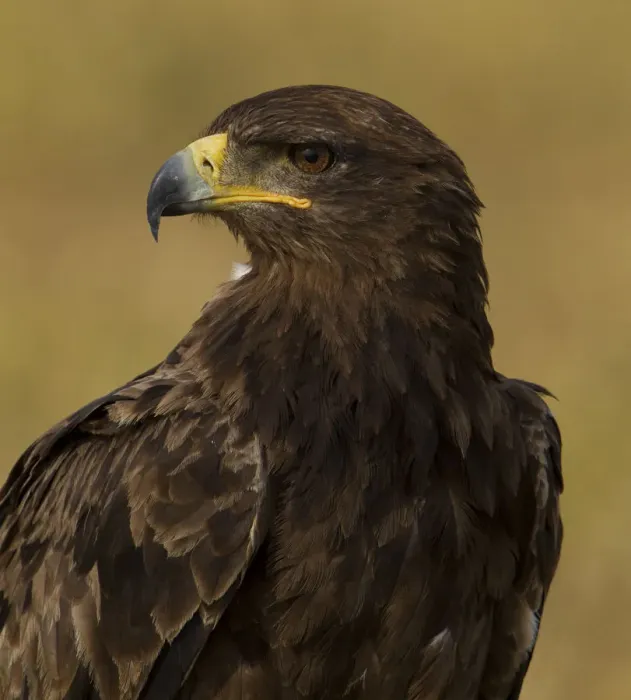 Framed Print : Tawny eagle (Aquila rapax) portrait, Serengeti National Park, Tanzania, February Framed Print : Tawny eagle (Aquila rapax) portrait, Serengeti National Park, Tanzania, February