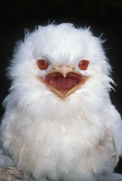 Framed Print : Tawny Frogmouth, albino {Podargus strigoides} Tasmania, Australia Framed Print : Tawny Frogmouth, albino {Podargus strigoides} Tasmania, Australia