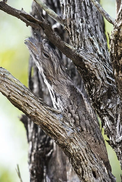 Tawny frogmouth (Podargus strigoides) camouflaged in a dead tree, Charters Towers, Queensland, Australia