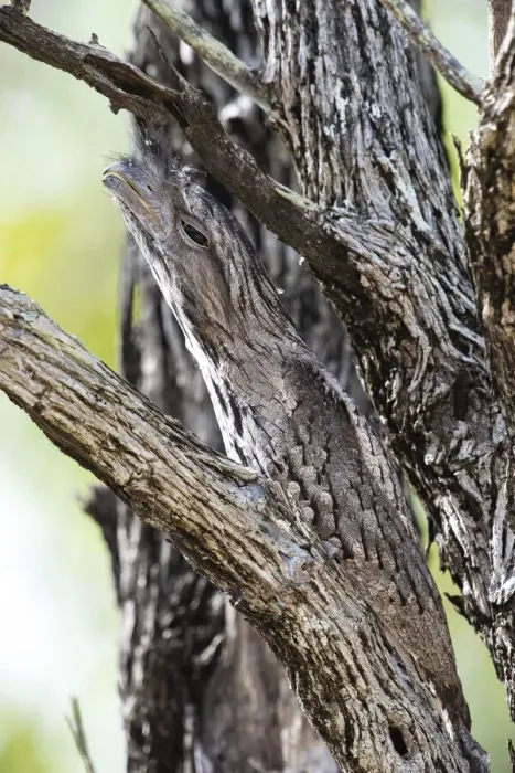 Framed Print : Tawny frogmouth (Podargus strigoides) camouflaged in a dead tree, Charters Towers, Queensland, Australia Framed Print : Tawny frogmouth (Podargus strigoides) camouflaged in a dead tree, Charters Towers, Queensland, Australia