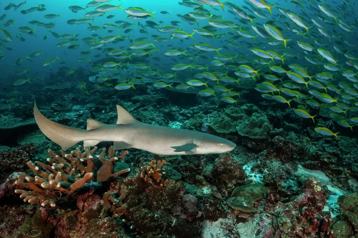 Framed Print : Tawny nurse shark (Nebrius ferrugineus) swimming along the reef with a large school of Yellowback fusiliers (Caesio xanthonota) feeding on plankton in the water column Framed Print : Tawny nurse shark (Nebrius ferrugineus) swimming along the reef with a large school of Yellowback fusiliers (Caesio xanthonota) feeding on plankton in the water column