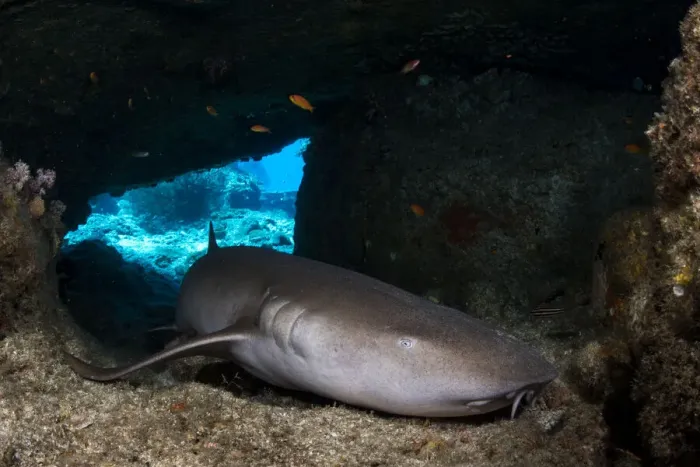 Framed Print : Tawny nurse shark (Nebrius ferrugineus) resting in a small cave during the day, Mu Koh Similan National Park, Andaman Sea, Phang-nga, Thailand Framed Print : Tawny nurse shark (Nebrius ferrugineus) resting in a small cave during the day, Mu Koh Similan National Park, Andaman Sea, Phang-nga, Thailand