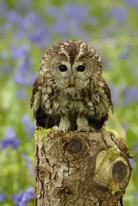 Framed Print : Tawny Owl juvenile portrait on tree stump {Strix aluco} Wiltshire, UK Framed Print : Tawny Owl juvenile portrait on tree stump {Strix aluco} Wiltshire, UK