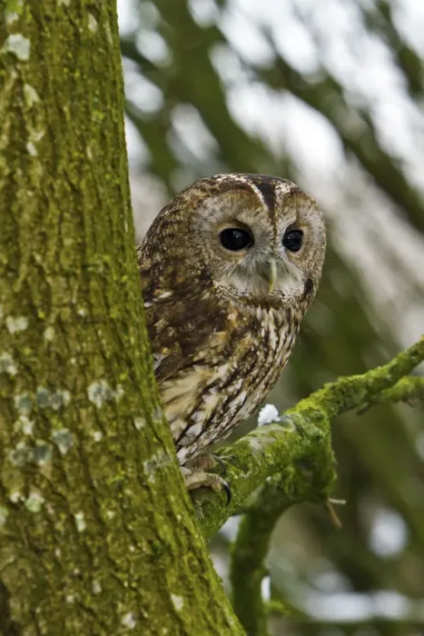 Framed Print : Tawny Owl (Strix aluco) adult female perched in tree, trained bird, Somerset, UK, January Framed Print : Tawny Owl (Strix aluco) adult female perched in tree, trained bird, Somerset, UK, January
