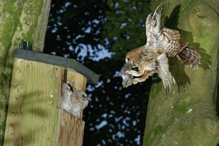 Framed Print : Tawny owl (Strix aluco) arriving at nest box at first light with Rabbit (Oryctolagus cuniculus) prey to feed to its two chicks sitting in the nest entrance, Wiltshire garden Framed Print : Tawny owl (Strix aluco) arriving at nest box at first light with Rabbit (Oryctolagus cuniculus) prey to feed to its two chicks sitting in the nest entrance, Wiltshire garden