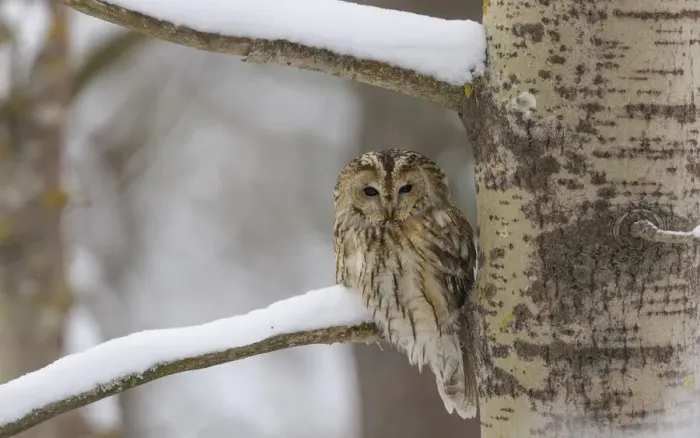 Framed Print : Tawny owl (Strix aluco), brown form, perched on branch, Finland. February Framed Print : Tawny owl (Strix aluco), brown form, perched on branch, Finland. February