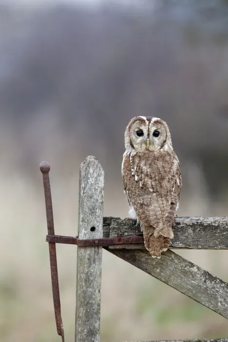 Framed Print : Tawny Owl (Strix aluco) captive, perched on gate, looking backwards over shoulder, UK Framed Print : Tawny Owl (Strix aluco) captive, perched on gate, looking backwards over shoulder, UK