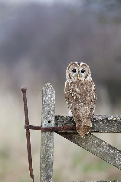 Tawny Owl (Strix aluco) captive, perched on gate, looking backwards over shoulder, UK
