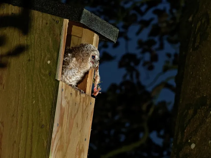 Framed Print : Tawny owl (Strix aluco) chick perched in entrance to garden nest box at dusk holding leg of a sibling in its beak, cannibalised by its mother to feed the single surviving chick