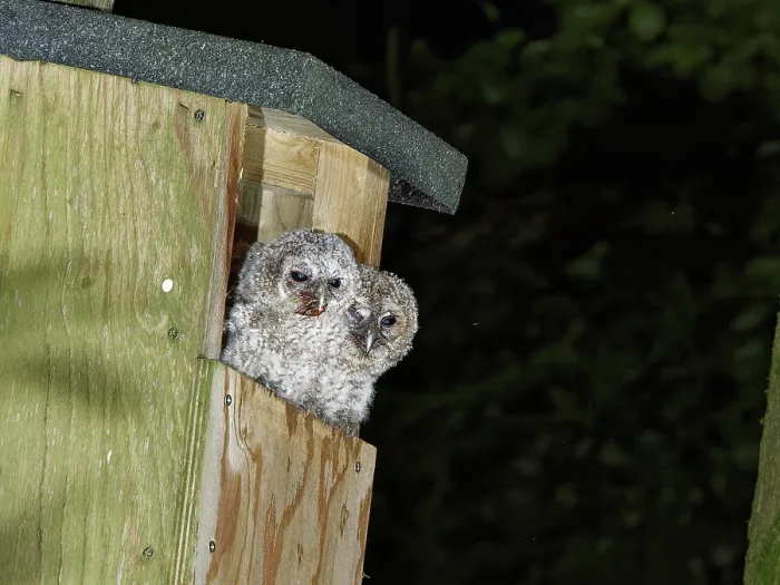Framed Print : Two Tawny owl (Strix aluco) chicks sitting at the entrance to a nest box, one eating a Cockchafer (Melolontha melolontha), Wiltshire garden, England, UK. May Framed Print : Two Tawny owl (Strix aluco) chicks sitting at the entrance to a nest box, one eating a Cockchafer (Melolontha melolontha), Wiltshire garden, England, UK. May