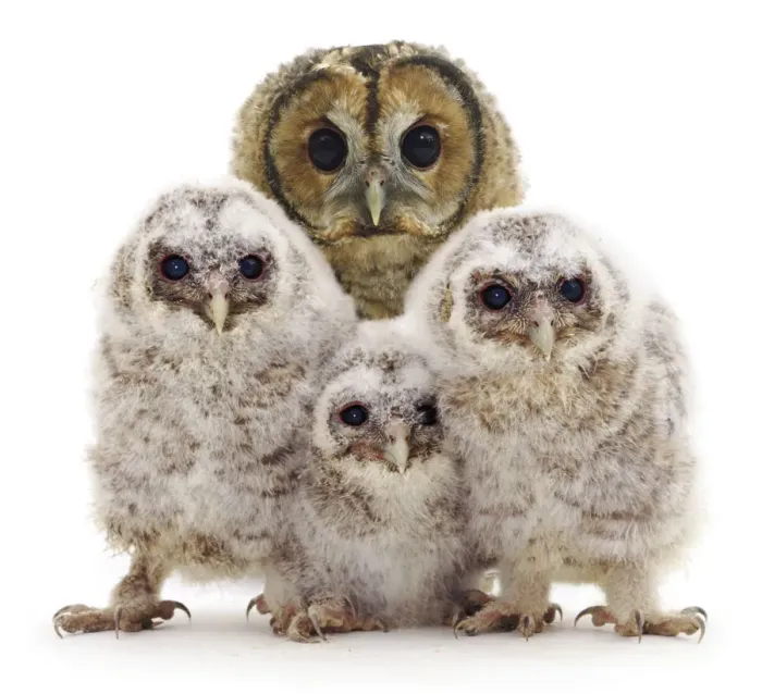 Framed Print : Tawny owl (Strix aluco) with three chicks, against white background Framed Print : Tawny owl (Strix aluco) with three chicks, against white background