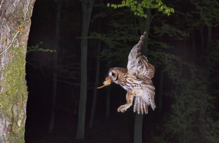 Framed Print : Tawny owl (Strix aluco) flying with Dormouse prey (Muscardinus avellanairus) to nest Framed Print : Tawny owl (Strix aluco) flying with Dormouse prey (Muscardinus avellanairus) to nest