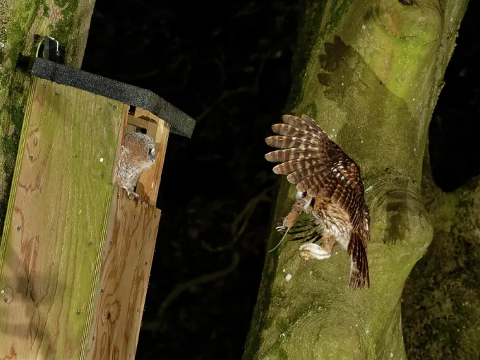 Framed Print : Tawny owl (Strix aluco) flying towards garden nest box at night carrying Wood mouse (Apodemus sylvaticus) prey in beak to feed waiting chick, Wiltshire, UK. June Framed Print : Tawny owl (Strix aluco) flying towards garden nest box at night carrying Wood mouse (Apodemus sylvaticus) prey in beak to feed waiting chick, Wiltshire, UK. June