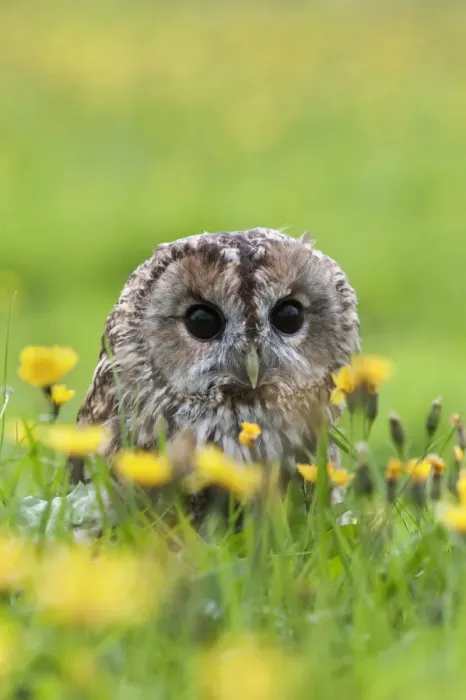 Framed Print : Tawny owl (Strix aluco) in amongst hawkbit flowers, Leontodon, UK, September. Captive Framed Print : Tawny owl (Strix aluco) in amongst hawkbit flowers, Leontodon, UK, September. Captive