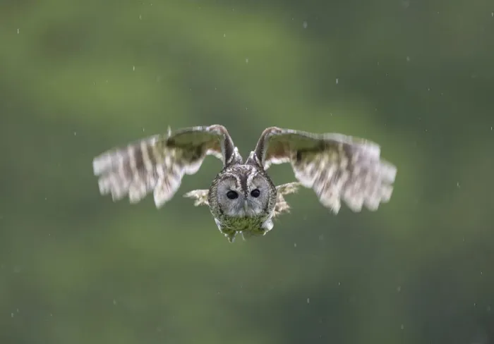 Framed Print : Tawny Owl (Strix aluco) hunting, Cairngorms NP, Scotland, UK