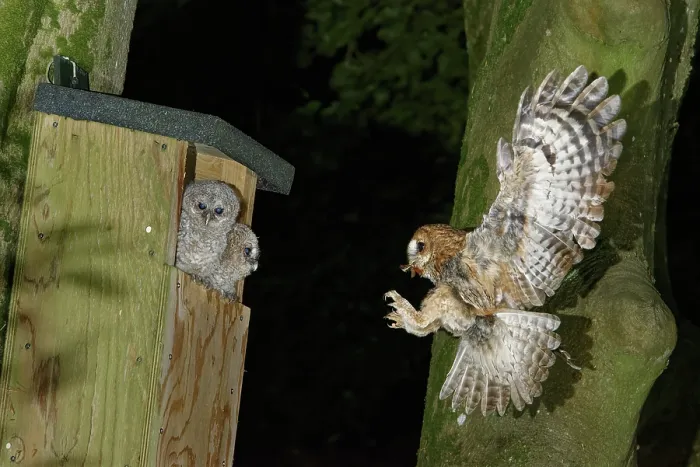 Framed Print : Tawny owl (Strix aluco) landing at nest box with Cockchafer (Melolontha melolontha) prey in beak to feed two chicks sitting at the entrance, Wiltshire garden, England, UK. May Framed Print : Tawny owl (Strix aluco) landing at nest box with Cockchafer (Melolontha melolontha) prey in beak to feed two chicks sitting at the entrance, Wiltshire garden, England, UK. May