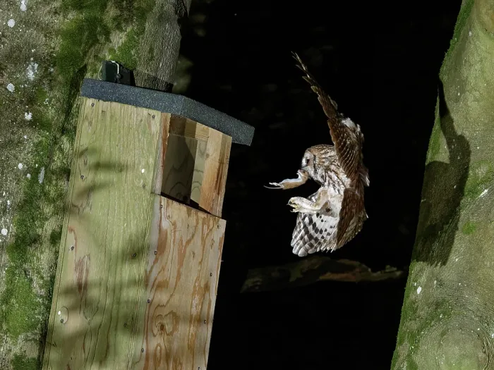 Framed Print : Tawny owl (Strix aluco) landing at nest box at night with Wood mouse (Apodemus sylvaticus) prey in beak to feed chicks, Wiltshire garden, England, UK. May Framed Print : Tawny owl (Strix aluco) landing at nest box at night with Wood mouse (Apodemus sylvaticus) prey in beak to feed chicks, Wiltshire garden, England, UK. May