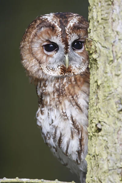 Tawny owl (Strix aluco) looking round side of tree trunk, Wales, UK
