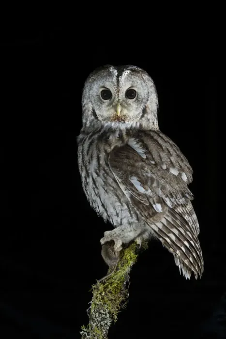 Framed Print : Tawny Owl (Strix aluco) perched on branch with prey, at night. Norway, February
