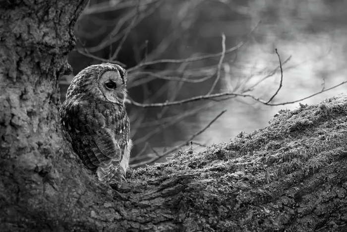 Framed Print : Tawny owl (Strix aluco) perched on a tree branch, Cheshire, England, UK. September Framed Print : Tawny owl (Strix aluco) perched on a tree branch, Cheshire, England, UK. September