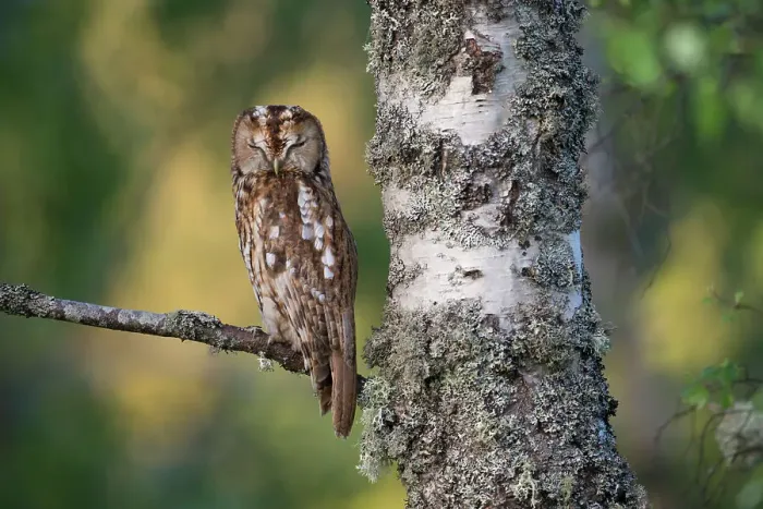 Framed Print : Tawny owl (Strix aluco) roosting in Silver birch (Betula pendula) tree in daytime, Cairngorms National Park, Scotland, UK