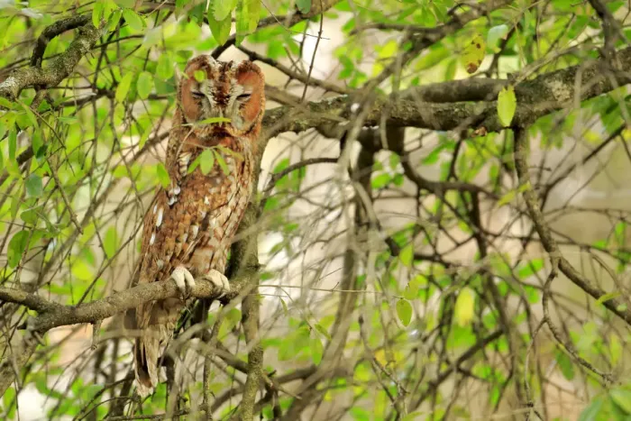 Framed Print : Tawny owl (Strix aluco) sleeping, Cadiz, Andalusia, Spain, February Framed Print : Tawny owl (Strix aluco) sleeping, Cadiz, Andalusia, Spain, February