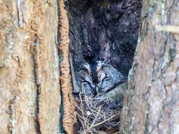 Framed Print : Tawny owl (Strix aluco) sleeping in nest hole, incubating eggs on nest, Ambleside, Lake District, Cumbria, UK. April Framed Print : Tawny owl (Strix aluco) sleeping in nest hole, incubating eggs on nest, Ambleside, Lake District, Cumbria, UK. April