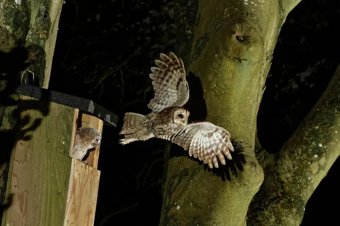 Framed Print : Tawny owl (Strix aluco) taking flight from garden nest box after delivering Cockchafer (Melolontha melolontha) prey to chick perched at entrance, Wiltshire, UK, May Framed Print : Tawny owl (Strix aluco) taking flight from garden nest box after delivering Cockchafer (Melolontha melolontha) prey to chick perched at entrance, Wiltshire, UK, May