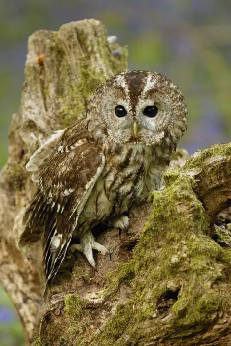 Framed Print : Tawny Owl on tree stump {Strix aluco} Wiltshire, UK captive Framed Print : Tawny Owl on tree stump {Strix aluco} Wiltshire, UK captive