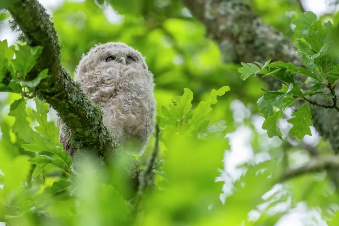 Framed Print : Tawny owlet (Strix aluco) perched on a branch in a garden, sleeping during the day, Pembrokeshire, Wales, UK. May Framed Print : Tawny owlet (Strix aluco) perched on a branch in a garden, sleeping during the day, Pembrokeshire, Wales, UK. May