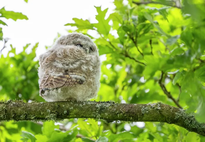 Framed Print : Tawny owlet (Strix aluco) perched on a branch in a garden, sleeping during the day, Pembrokeshire, Wales, UK. May Framed Print : Tawny owlet (Strix aluco) perched on a branch in a garden, sleeping during the day, Pembrokeshire, Wales, UK. May