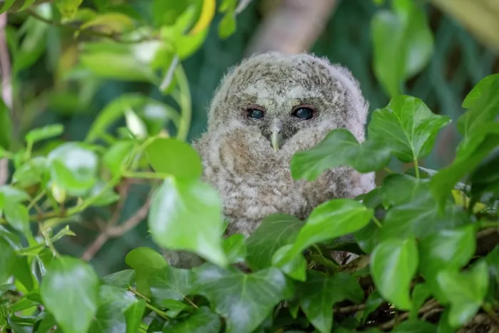 Framed Print : Tawny owlet (Strix aluco) perched on a branch in a garden during the day, Pembrokeshire, Wales, UK. May Framed Print : Tawny owlet (Strix aluco) perched on a branch in a garden during the day, Pembrokeshire, Wales, UK. May