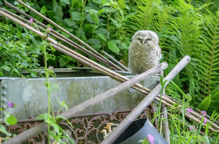 Framed Print : Tawny owlet (Strix aluco) perched on a water butt in a garden, Pembrokeshire, Wales, UK. May Framed Print : Tawny owlet (Strix aluco) perched on a water butt in a garden, Pembrokeshire, Wales, UK. May