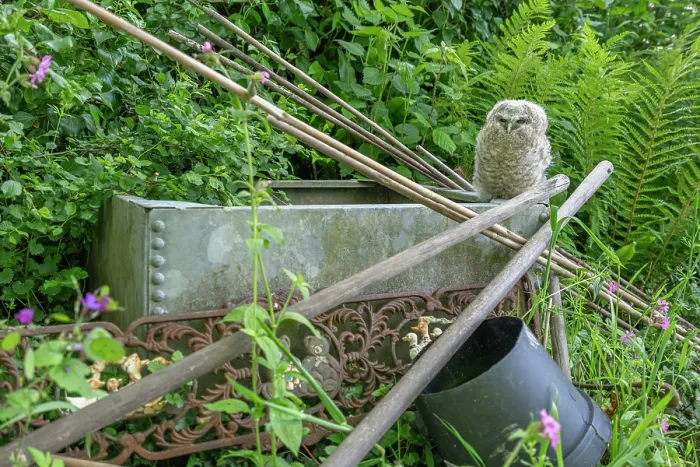 Framed Print : Tawny owlet (Strix aluco) perched on a water butt in a garden, Pembrokeshire, Wales, UK. May Framed Print : Tawny owlet (Strix aluco) perched on a water butt in a garden, Pembrokeshire, Wales, UK. May