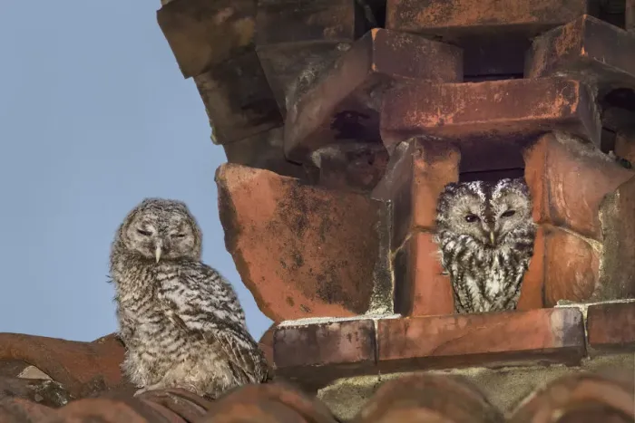 Framed Print : Tawny owls (Strix aluco) nesting inside a disused chimney Framed Print : Tawny owls (Strix aluco) nesting inside a disused chimney