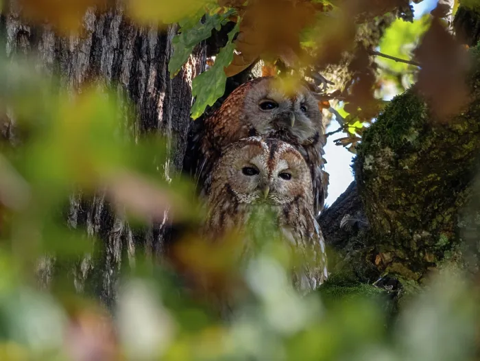 Framed Print : Tawny owls (Strix aluco) pair, perched together in tree, Bavaria, Germany. October Framed Print : Tawny owls (Strix aluco) pair, perched together in tree, Bavaria, Germany. October