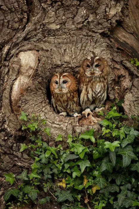 Framed Print : Tawny owls (Strix aluco) peering out from tree hollow, Dumfries and Galloway, Scotland, UK, May, 2021 Framed Print : Tawny owls (Strix aluco) peering out from tree hollow, Dumfries and Galloway, Scotland, UK, May, 2021