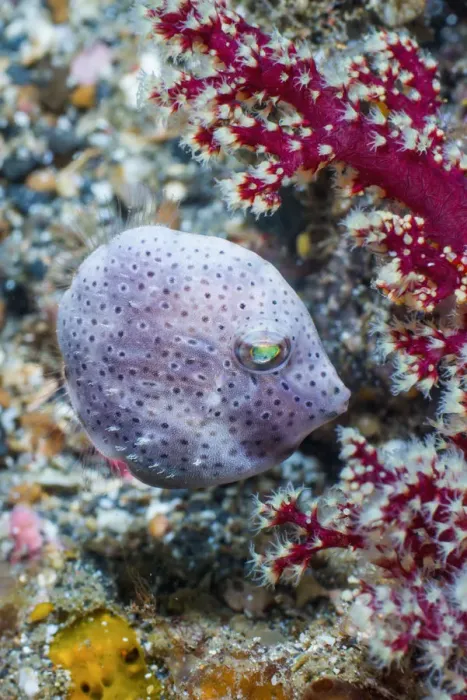 Framed Print : Taylors pygmy leatherjacket (Brachaluteres taylori). Lembeh Strait, North Sulawesi Framed Print : Taylors pygmy leatherjacket (Brachaluteres taylori). Lembeh Strait, North Sulawesi