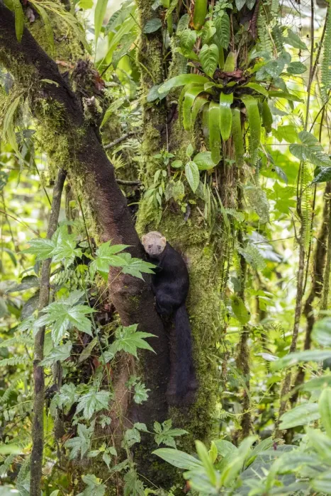 Framed Print : Tayra (Eira barbara) climbing in a tree in rainforest habitat with fern covered trees Framed Print : Tayra (Eira barbara) climbing in a tree in rainforest habitat with fern covered trees