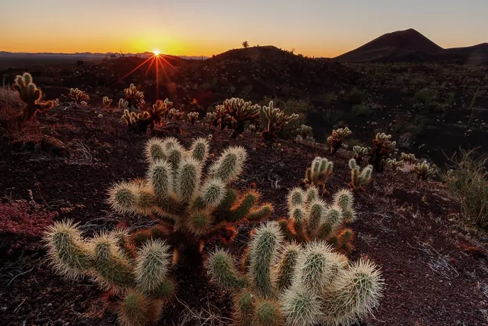 Framed Print : Teddy-bear cholla (Cylindropuntia bigelovii) at dawn, El Pinacate Biosphere Reserve, Sonoran desert, Mexico Framed Print : Teddy-bear cholla (Cylindropuntia bigelovii) at dawn, El Pinacate Biosphere Reserve, Sonoran desert, Mexico