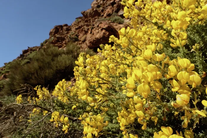 Framed Print : Teide sticky broom (Adenocarpus viscosus) bushes in flower, Las Canadas, Teide National Park, Tenerife, Canary Islands. May Framed Print : Teide sticky broom (Adenocarpus viscosus) bushes in flower, Las Canadas, Teide National Park, Tenerife, Canary Islands. May