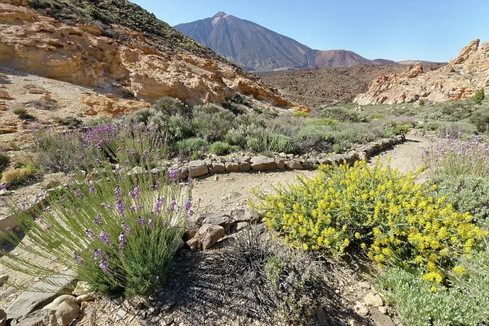 Framed Print : Teide wallflower (Erysimum scoparium) Framed Print : Teide wallflower (Erysimum scoparium)