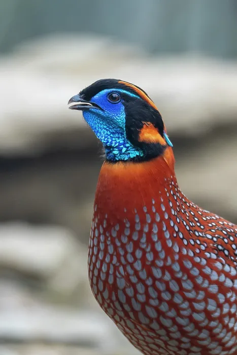 Framed Print : Temminck's tragopan (Tragopan temminckii) head portrait, Long Hua Nature Reserve, Bohai, Sichuan, China. March Framed Print : Temminck's tragopan (Tragopan temminckii) head portrait, Long Hua Nature Reserve, Bohai, Sichuan, China. March