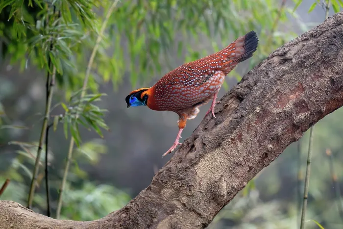 Framed Print : Temminck's tragopan (Tragopan temminckii) male, running along tree branch, Long Hua Nature Reserve, Bohai, Sichuan, China Framed Print : Temminck's tragopan (Tragopan temminckii) male, running along tree branch, Long Hua Nature Reserve, Bohai, Sichuan, China