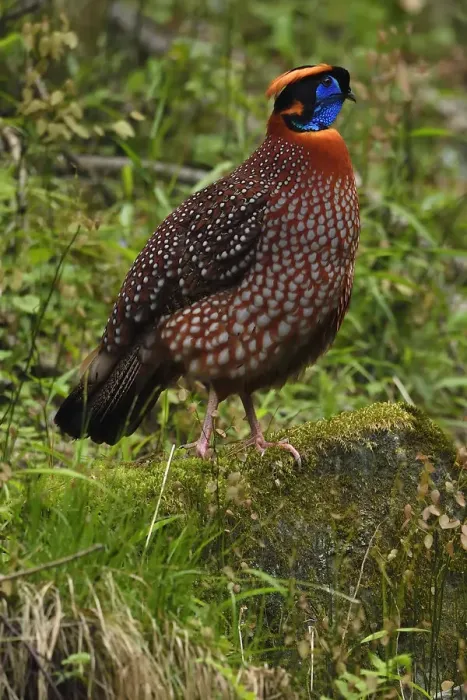 Framed Print : Temmincks tragopan (Tragopan temminckii) male bird walking throught the forest Framed Print : Temmincks tragopan (Tragopan temminckii) male bird walking throught the forest