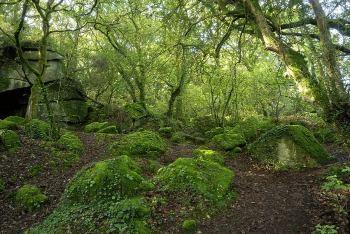 Framed Print : Temperate rainforest in Lustleigh Cleave, Dartmoor, Devon, England, UK. October, 2023