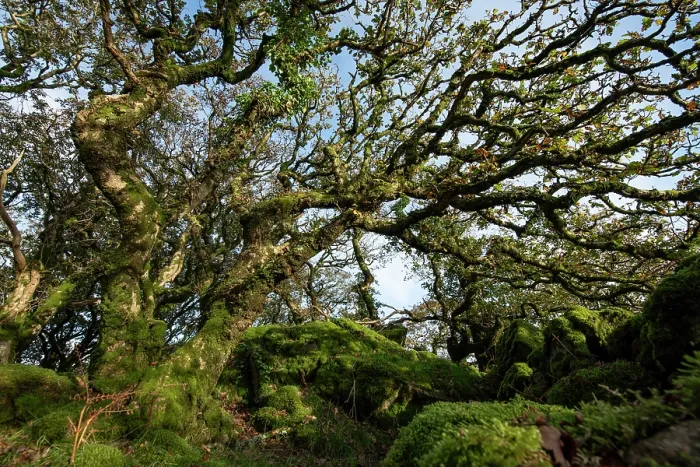 Framed Print : Temperate rainforest with Sessile oak (Quercus petraea) covered in moss and lichen, Coed Ty Canol National Nature Reserve, Pembrokeshire, Wales, UK. November