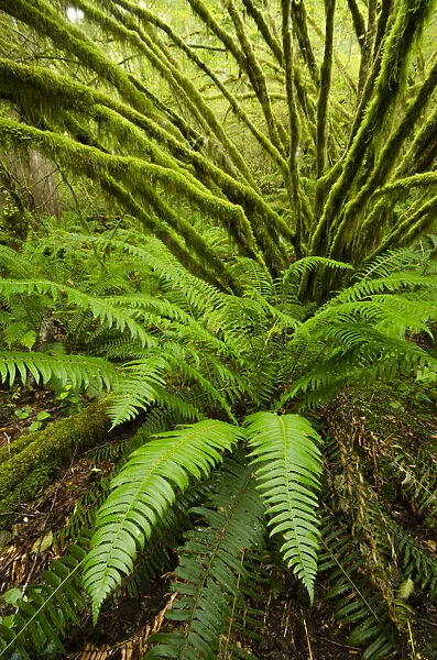 Temperate rainforest with Vine maple (Acer circinatum) and fern, Golden Ears provincial park