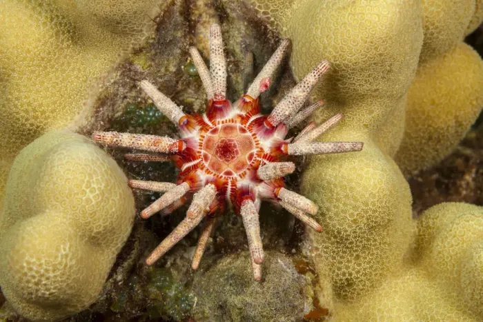 Framed Print : Ten-lined urchin (Eucidaris metularia) nestled on a reef, close up, Hawaii, Pacific Ocean Framed Print : Ten-lined urchin (Eucidaris metularia) nestled on a reef, close up, Hawaii, Pacific Ocean