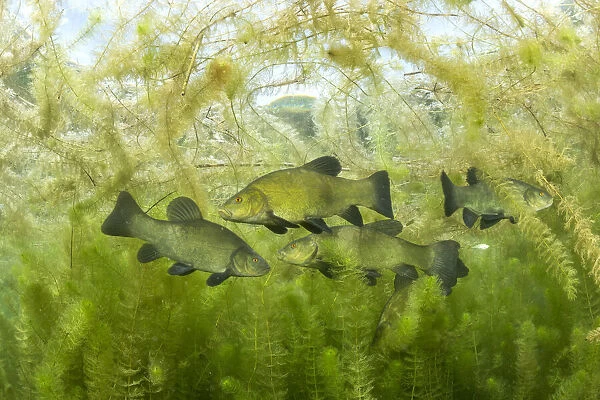 Tench (Tinca tinca) during spawning period amongst European watermilfoil
